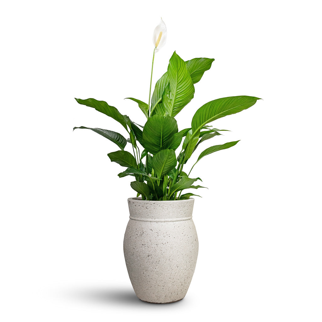 Spathiphyllum Sweet Lauretta - Peace Lily & Apollo Mediterranean Planter - Chalk White