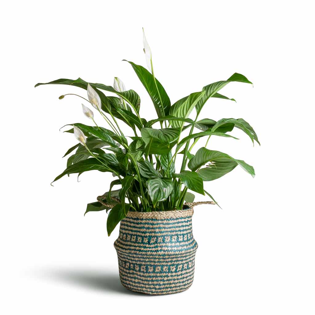 Spathiphyllum Sweet Lauretta - Peace Lily &amp; Seagrass Tribal Basket - Teal Lined