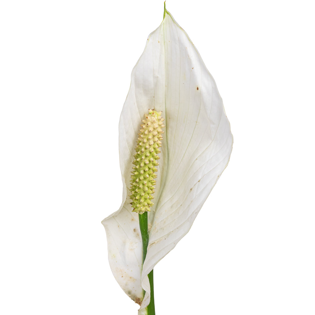 Spathiphyllum Sweet Lauretta Close up