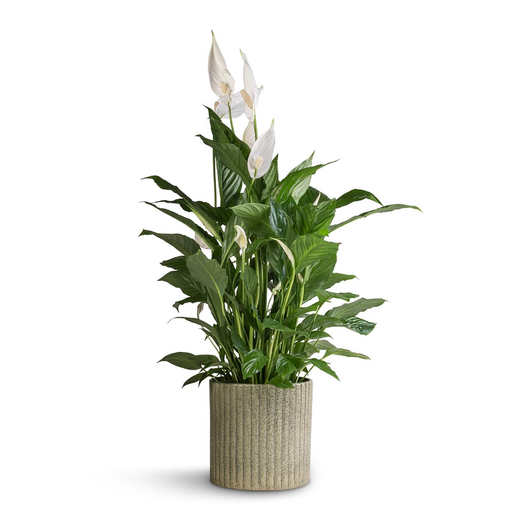 Spathiphyllum Vivaldi - Peace Lily &amp; Azalea Ribbed Plant Pot - Speckled Green Stone