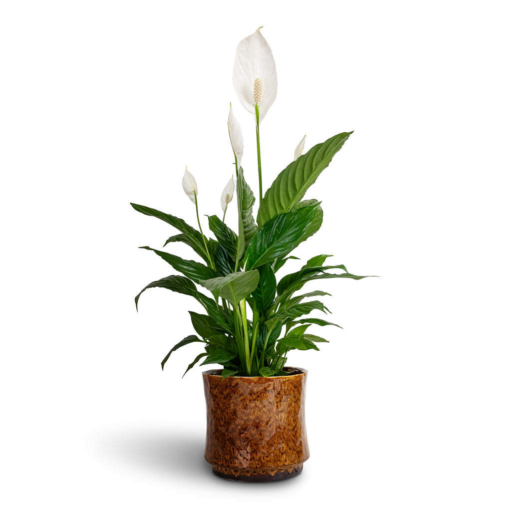 Spathiphyllum Vivaldi - Peace Lily & Nolan Plant Pot - Caramel