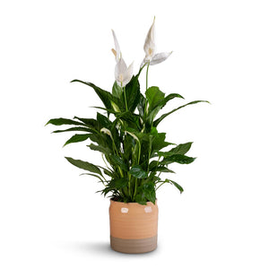 Spathiphyllum Vivaldi - Peace Lily & Puro Ripple Plant Pot - Peach