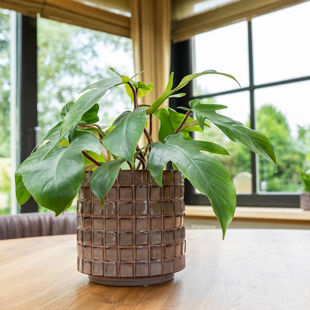 Stian Plant Pot - Lavender Candy & Philodendron Houseplant