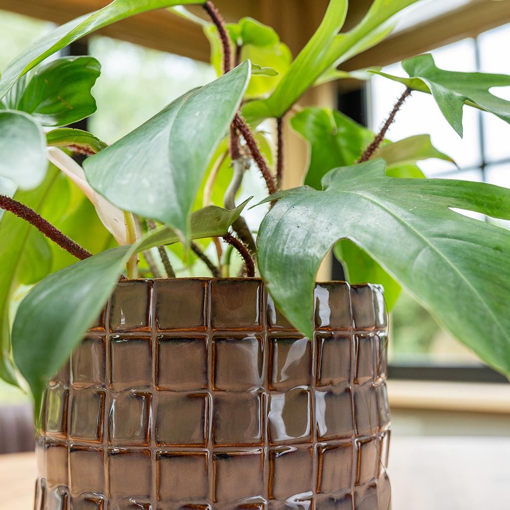 Stian Plant Pot - Lavender Candy & Philodendron Houseplant Close Up