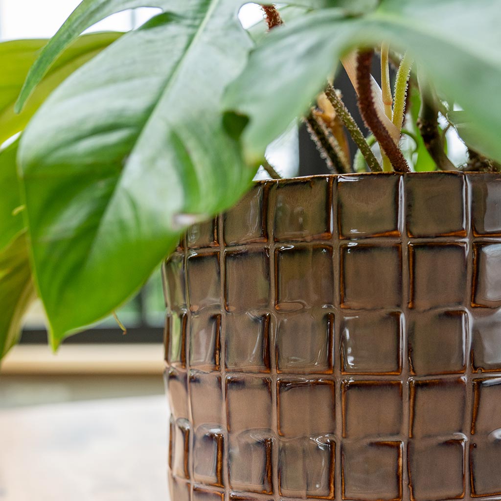 Stian Plant Pot - Lavender Candy & Philodendron Houseplant Rim Close Up