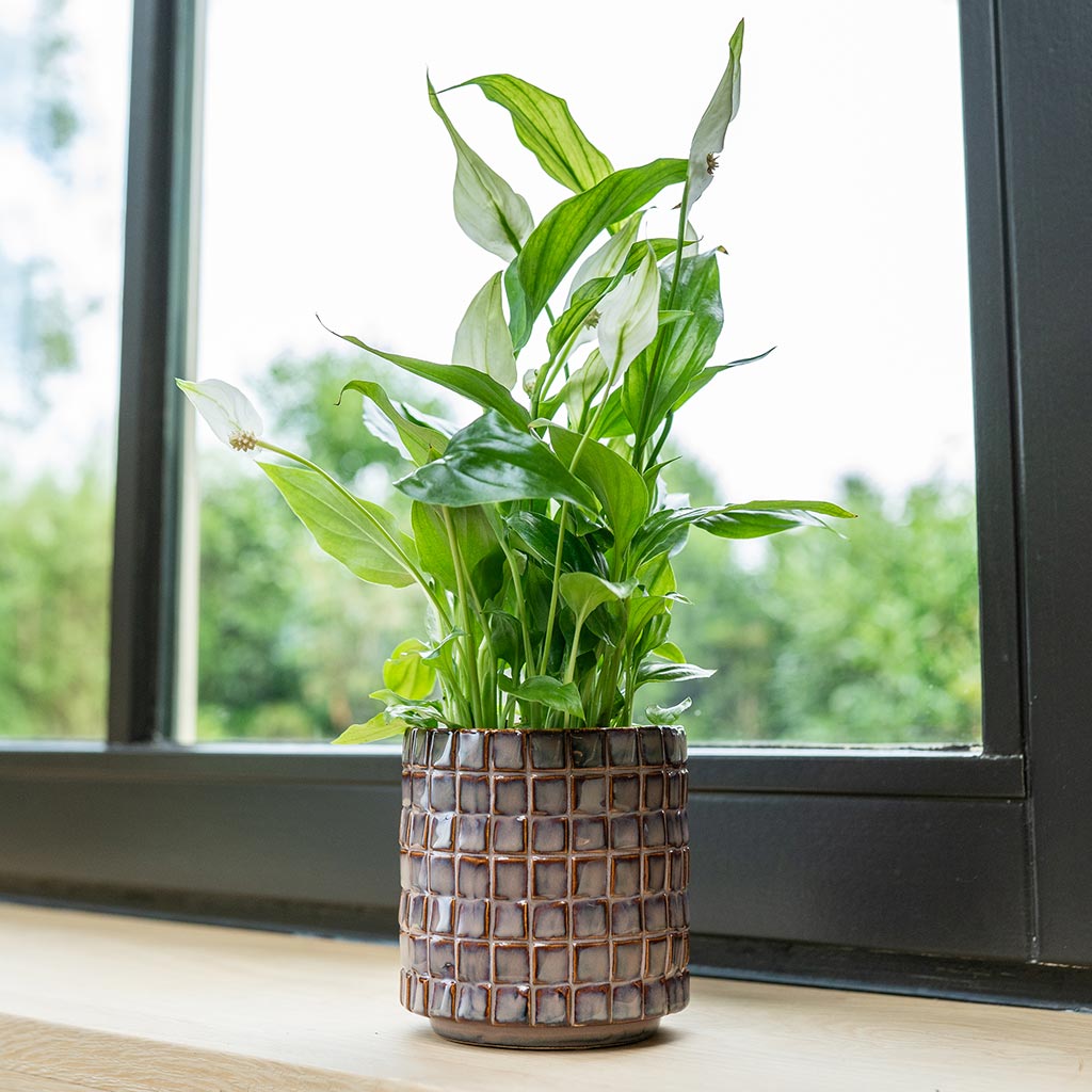Stian Plant Pot - Lavender Candy & Spathiphyllum Bellini