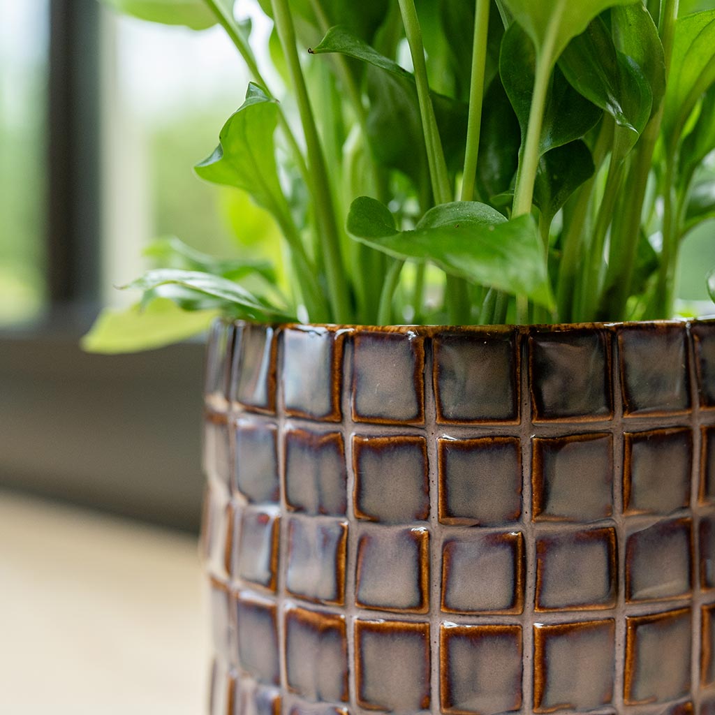 Stian Plant Pot - Lavender Candy Close Up