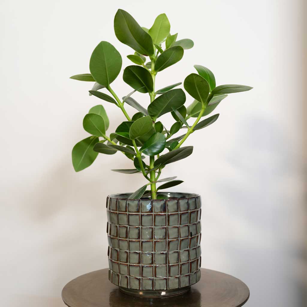Stian Plant Pot - Moss Green & Autograph Tree