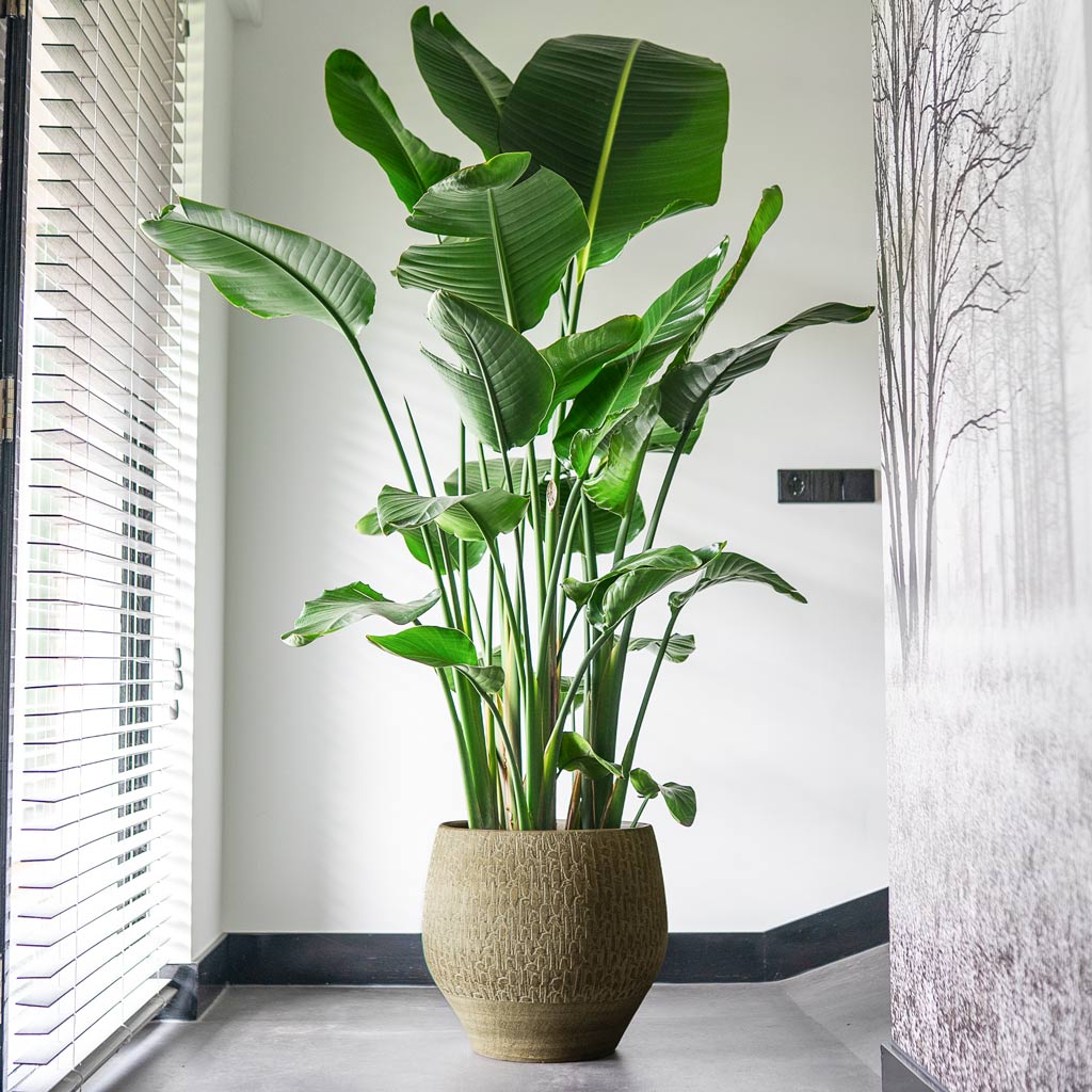 Rafael Plant Pot - Olive - Quality Plant Pots | HORTOLOGY