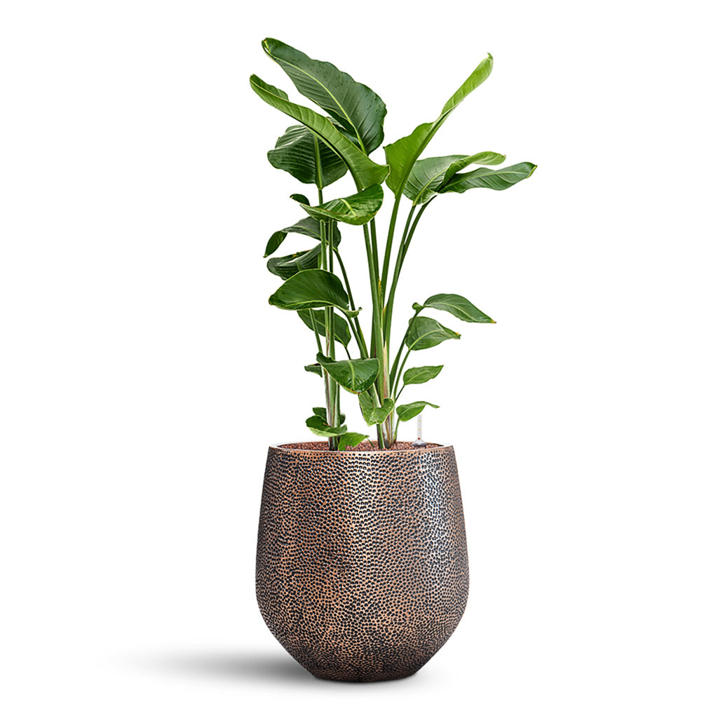 Strelitzia nicolai HydroCare in Opus Hit Darcy - Gold - 45 x 129cm