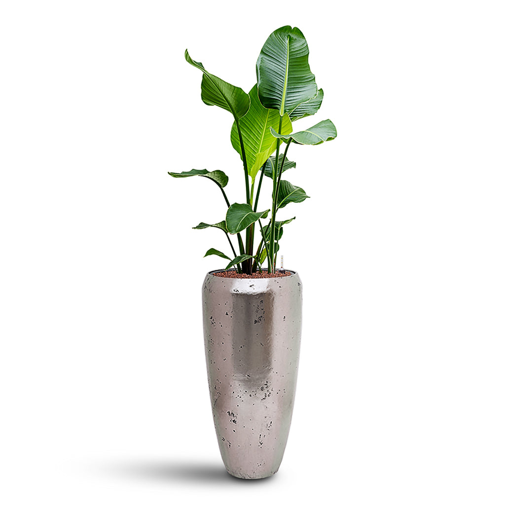 Strelitzia nicolai HydroCare in Opus Raw Partner - Silver - 31 x 142cm