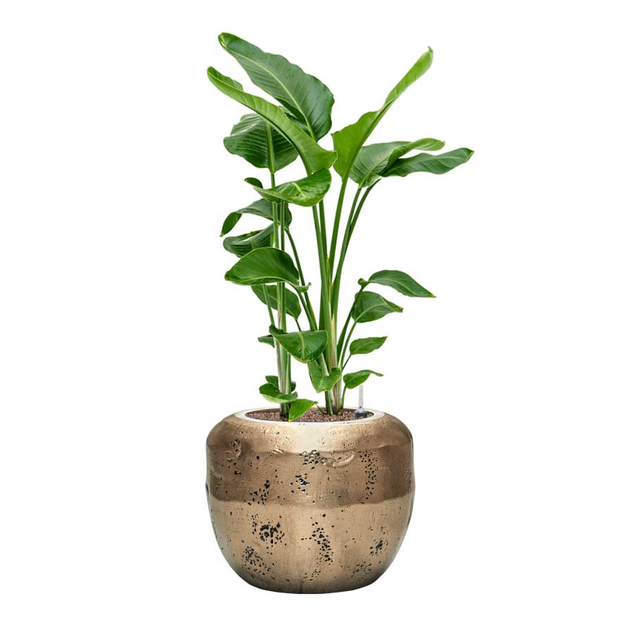 Strelitzia nicolai - Bird of Paradise - HydroCare