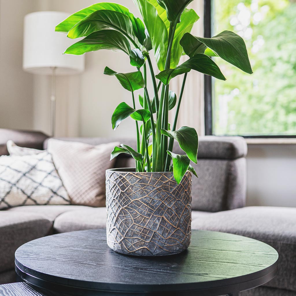 Strelitzia nicolai In Denzel Pot Shiny Concrete 