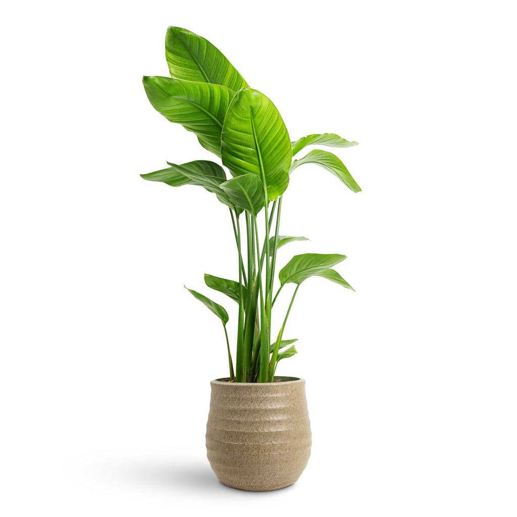 Strelitzia nicolai 21x100cm House Plant In Devon Pot Beige Honeycomb 25x23cm