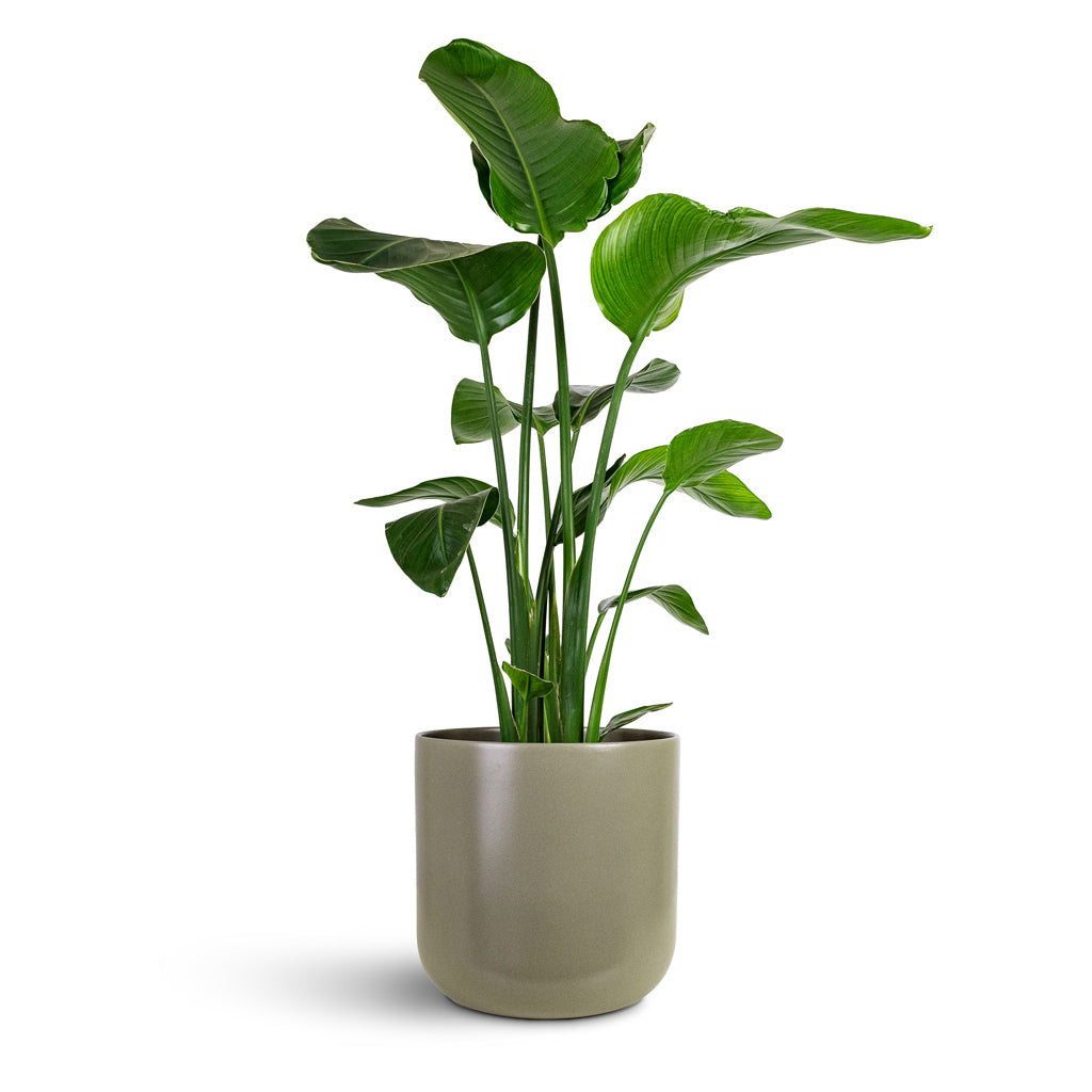 Strelitzia nicolai 21x100cm House Plant In Lisbon Pot Greige 26x26cm