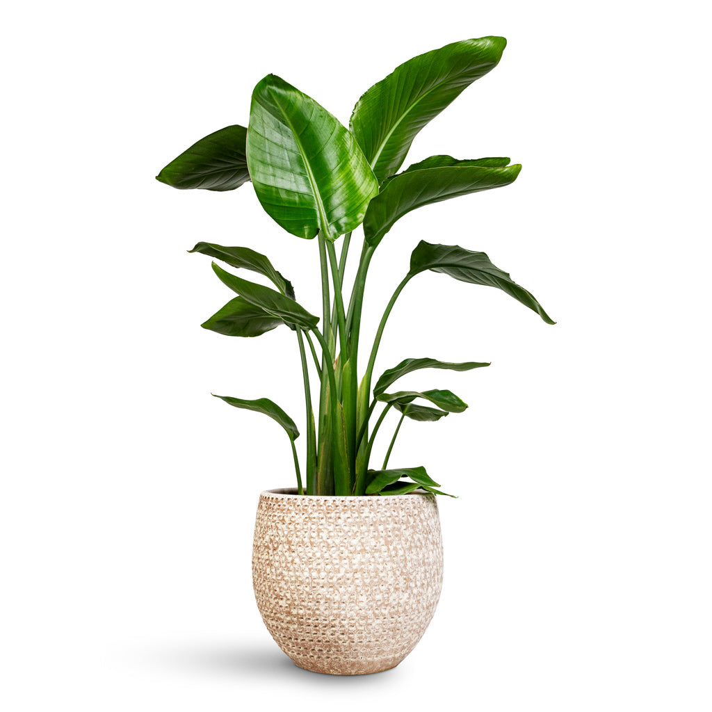 Strelitzia nicolai - 21x100cm In Ostia Pot Speckled - 25x23cm