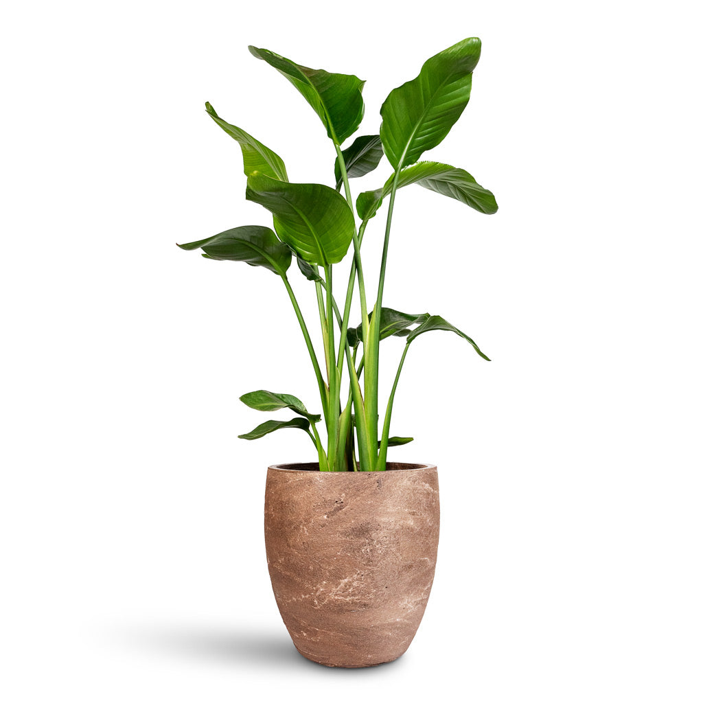 Strelitzia nicolai - 24x110cm In Algar Couple Planter Brown - 34x34cm