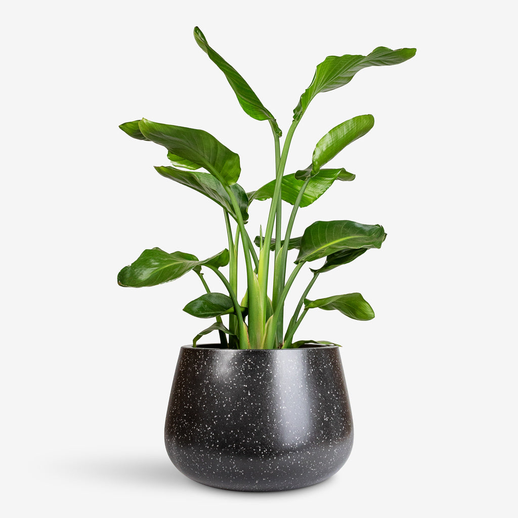 Strelitzia nicolai - 24x110cm In Terrazzo Darcy Planter Black - 37x32cm