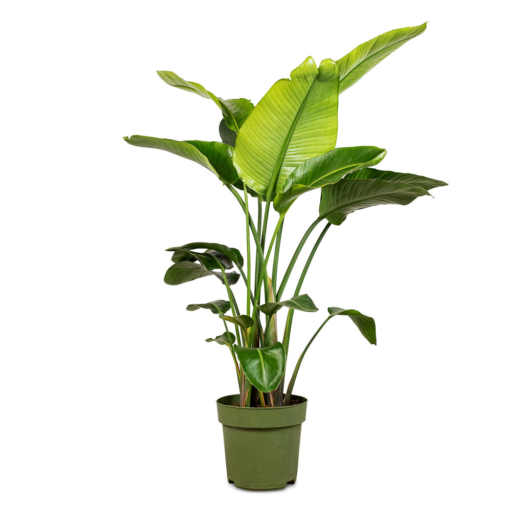 Strelitzia nicolai - 27x140cm