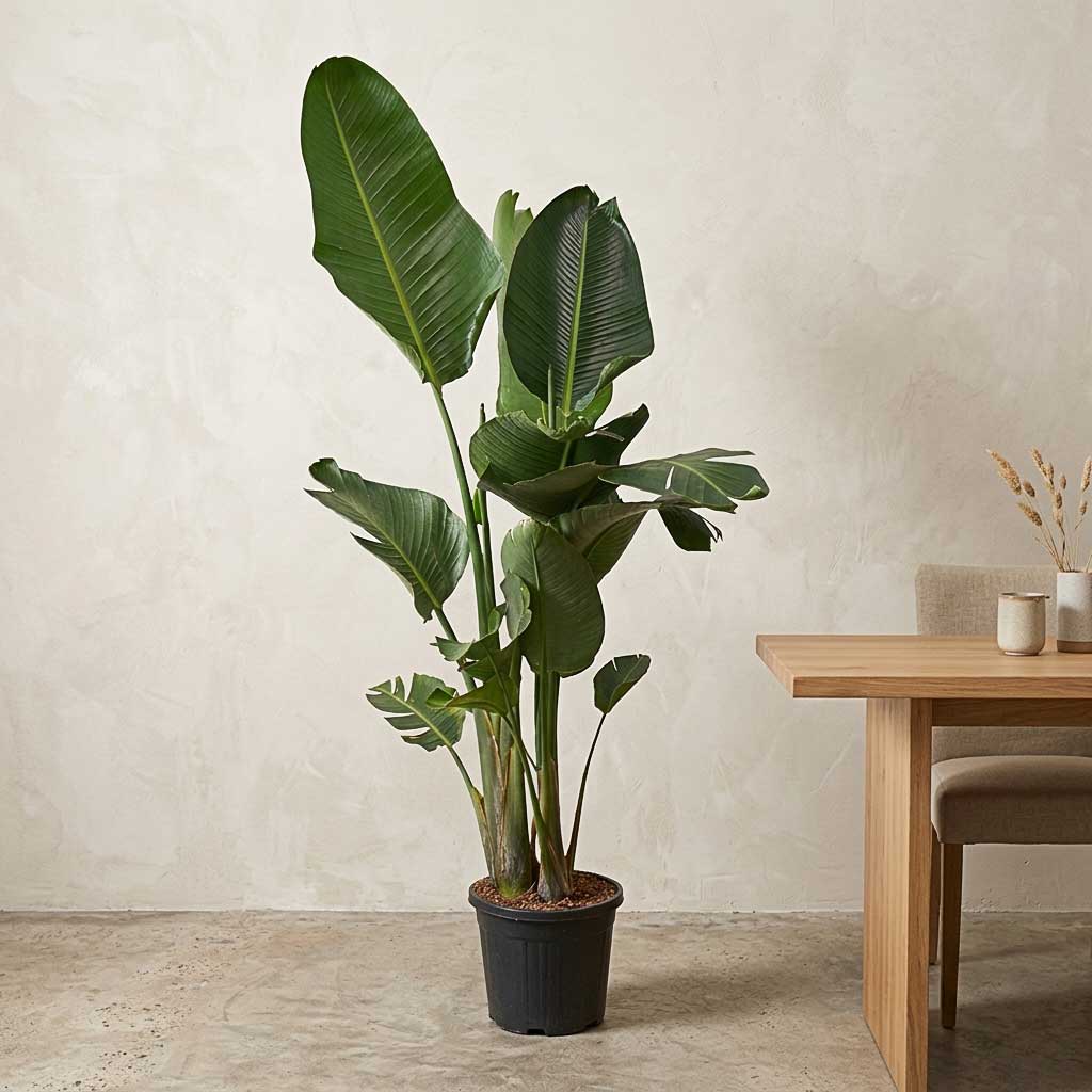 Strelitzia nicolai - Giant White Bird of Paradise - 30 x 160cm
