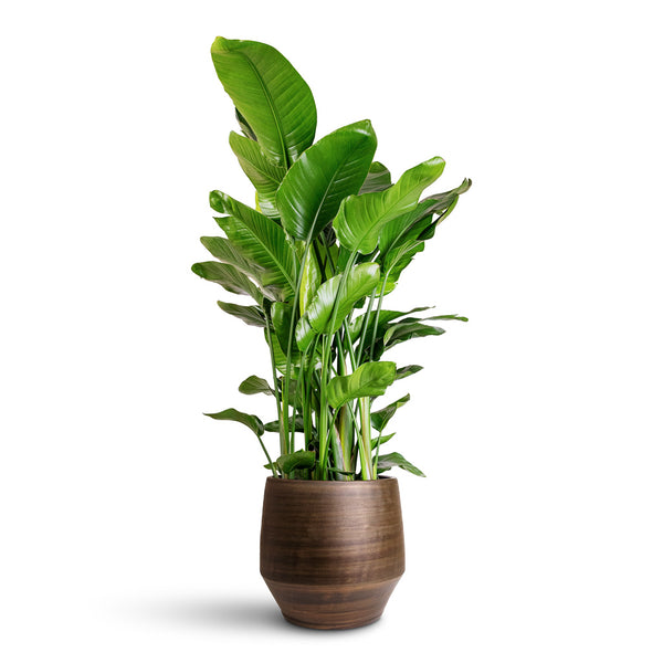 papageienblume zimmerpflanze Strelitzia reginae 80100 cm  Paradiesvogelblume / Strelitzie  exotische  Zimmerpflanze, 23 Pflanzen pro Topf, 56 Jahre alt