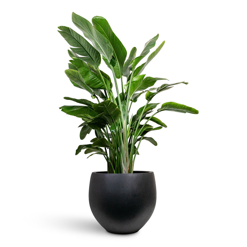 Strelitzia nicolai 40x170cm House Plant In Orb Natural Planter Black 53x44.5cm