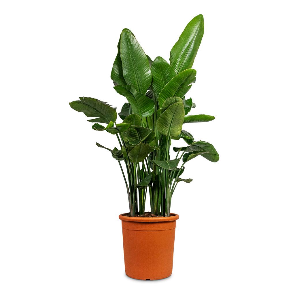 Strelitzia nicolai 40x170cm