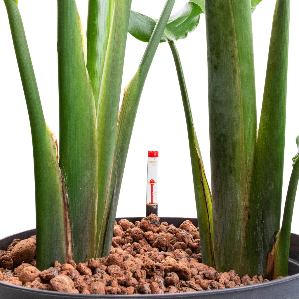 Strelitzia nicolai Bird of Paradise Hydroculture Indoor Plant