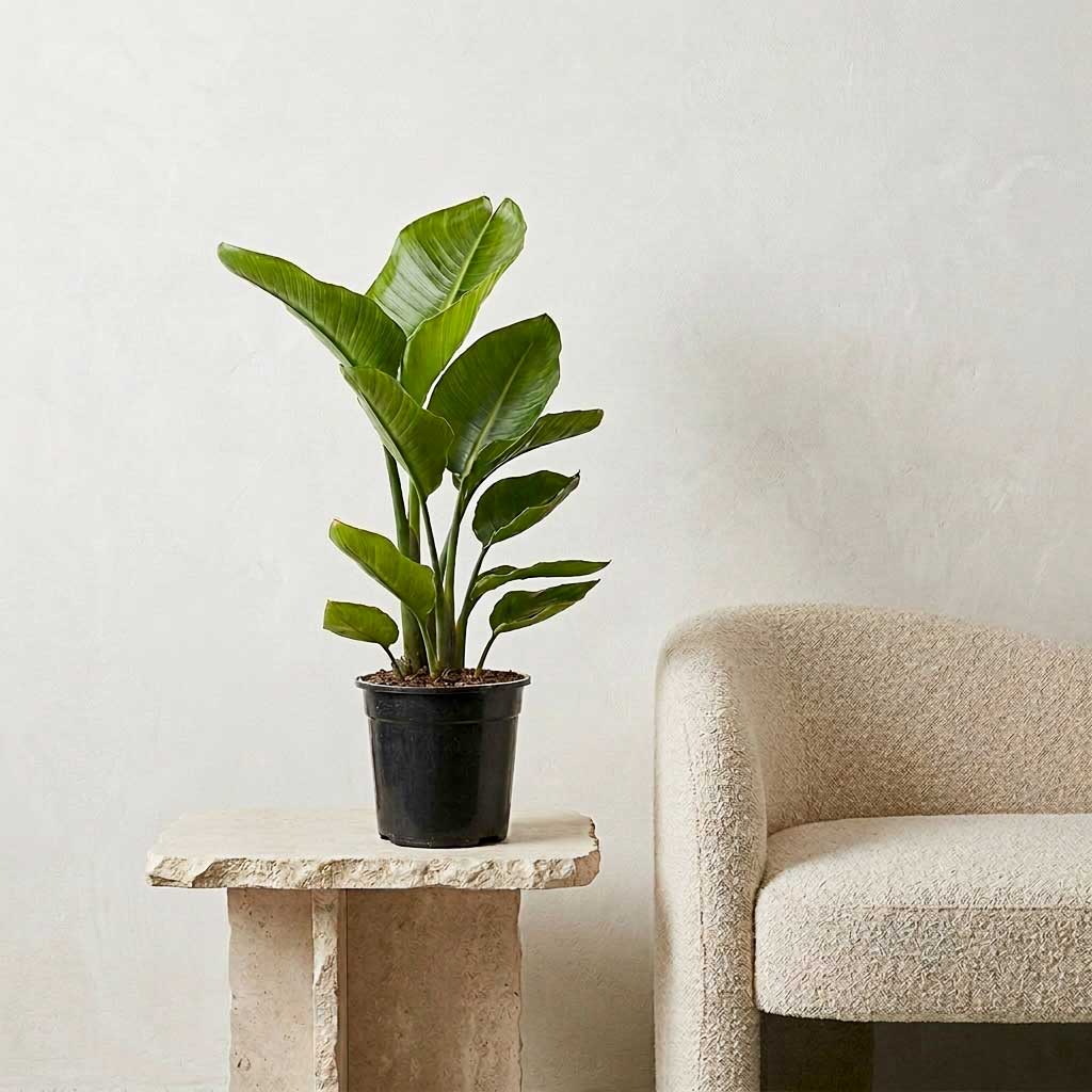 Strelitzia nicolai - Giant White Bird of Paradise - 17 x 55cm