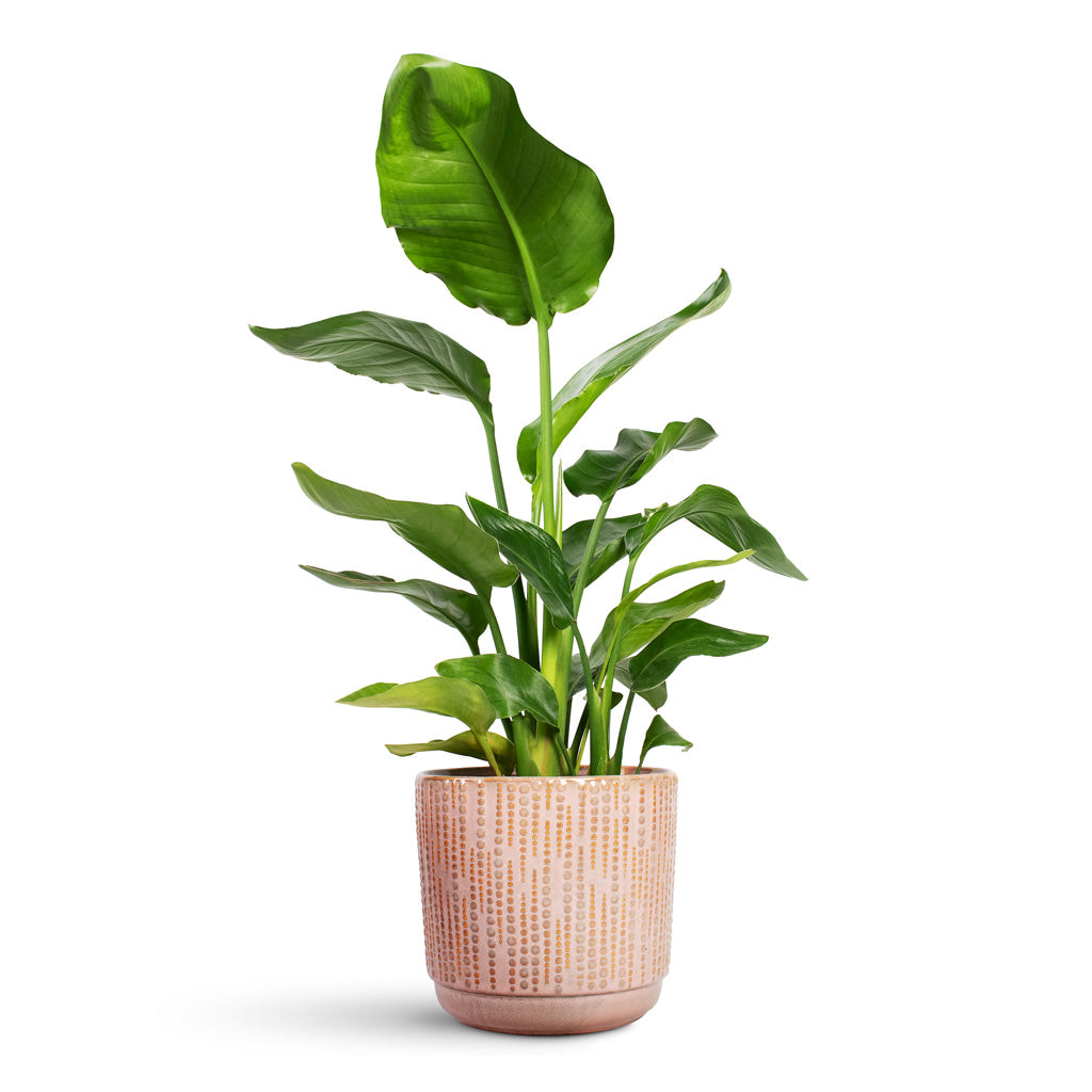 Strelitzia nicolai Giant White Bird of Paradise - 17x65cm In Cille Plant Pot Vintage Pink - 21x20cm