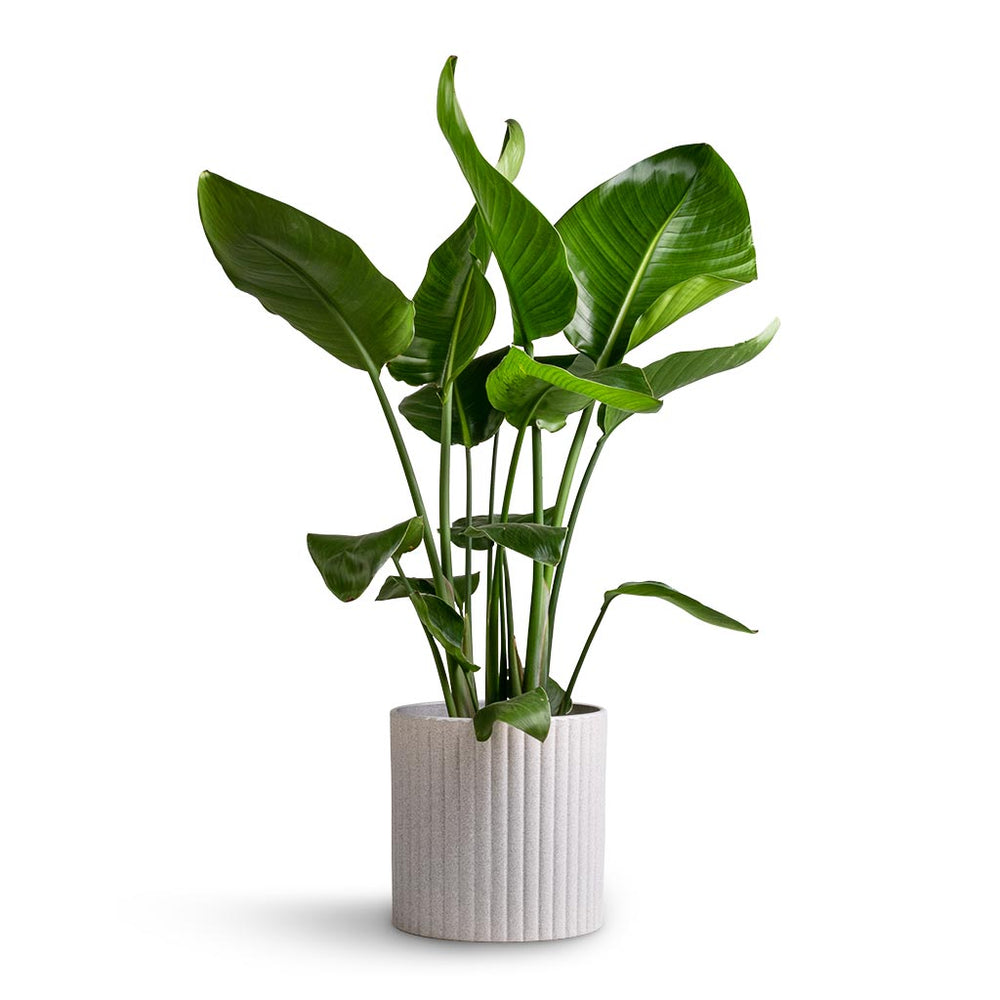 Azalea Ribbed Plant Pot - Speckled Grey Stone | Hortology - HORTOLOGY