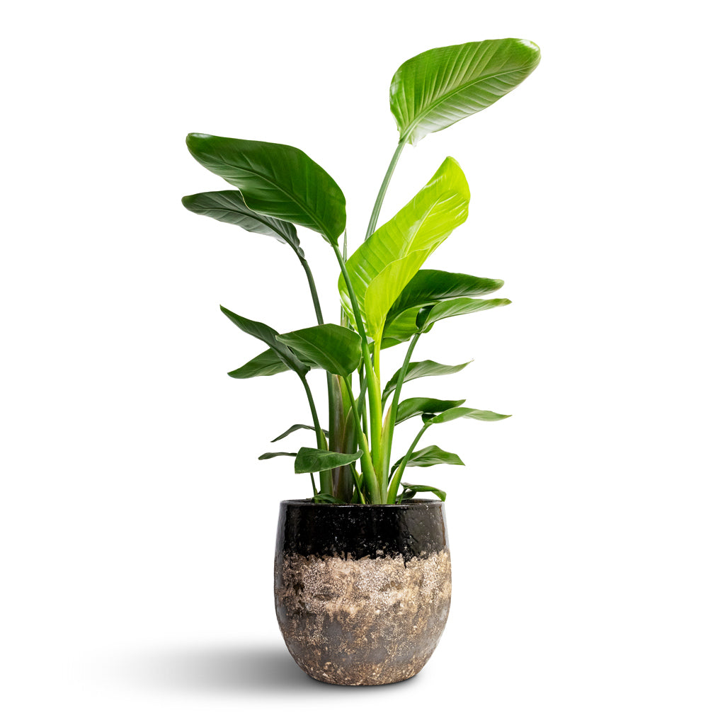 Strelitzia nicolai - Giant White Bird of Paradise & Lindy Plant Pot - Black