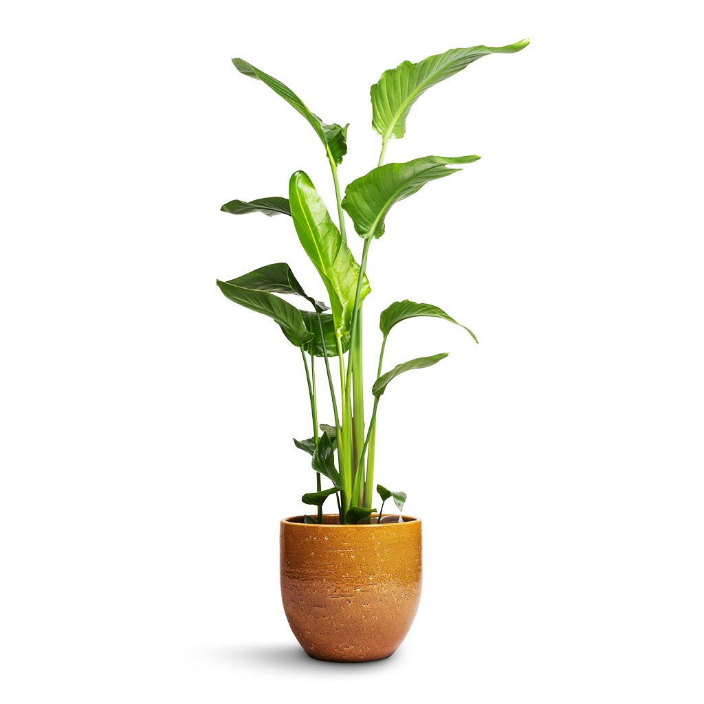 Strelitzia nicolai - Giant White Bird of Paradise & Jolin Plant Pot - Ochre