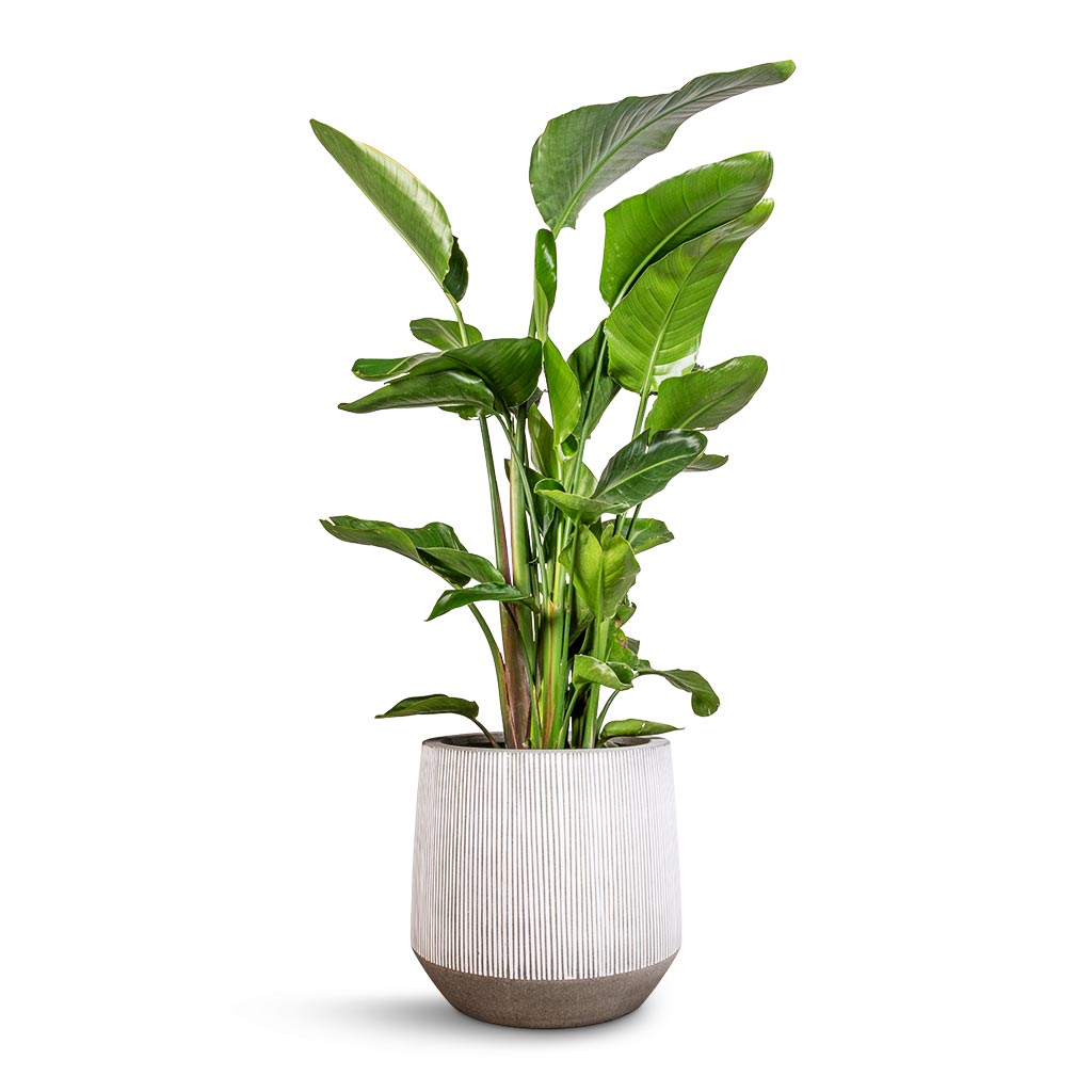Strelitzia nicolai - 35x160cm In Norell Pot Chestnut - 42x38cm