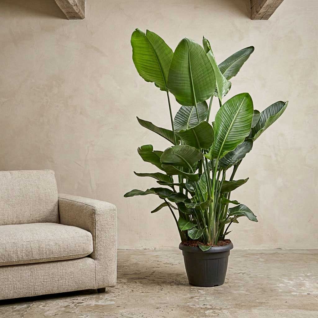 Strelitzia nicolai - Giant White Bird of Paradise - 35 x 140cm