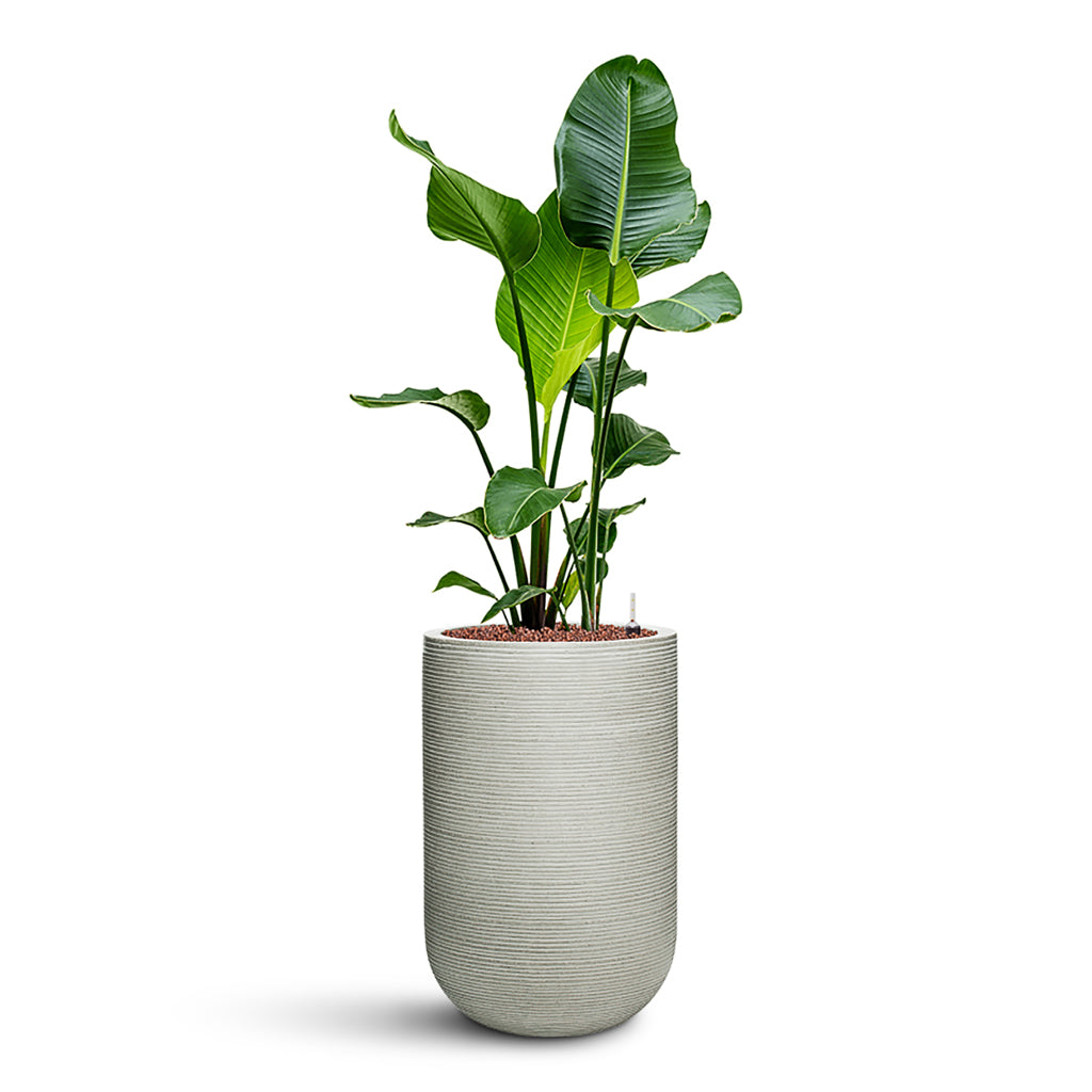 Strelitzia nicolai HydroCare in Cody Plant Vase - Ridged Cement - 35 x 132cm