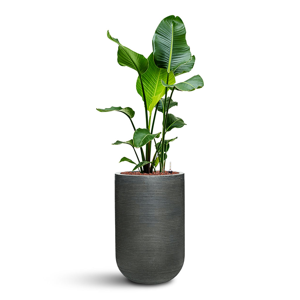 Strelitzia nicolai HydroCare in Cody Plant Vase - Ridged Dark Grey - 35 x 132cm