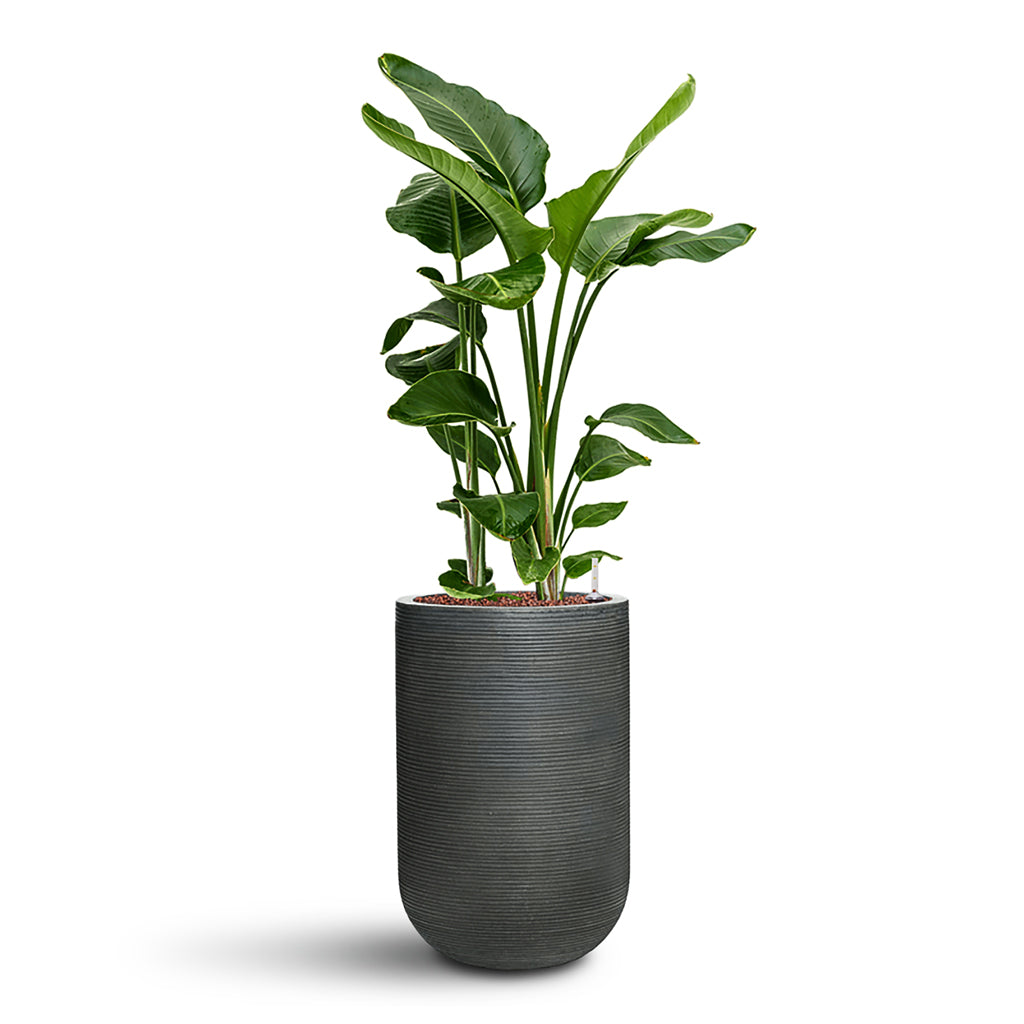 Strelitzia nicolai HydroCare in Cody Plant Vase - Ridged Dark Grey - 35 x 132cm