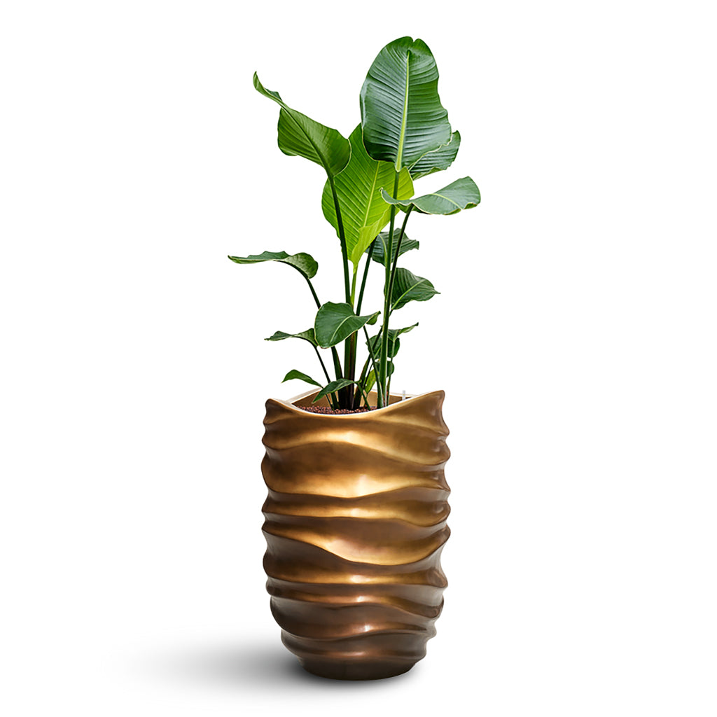 Strelitzia nicolai HydroCare in Gradient Lee Partner - Matt Honey - 40 x 134cm