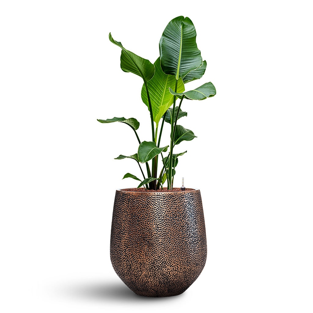 Strelitzia nicolai HydroCare in Opus Hit Darcy - Gold - 38 x 119cm