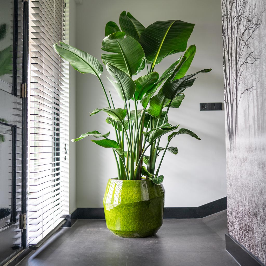 Strelitzia nicolai In Eddy Plant Pot Pear