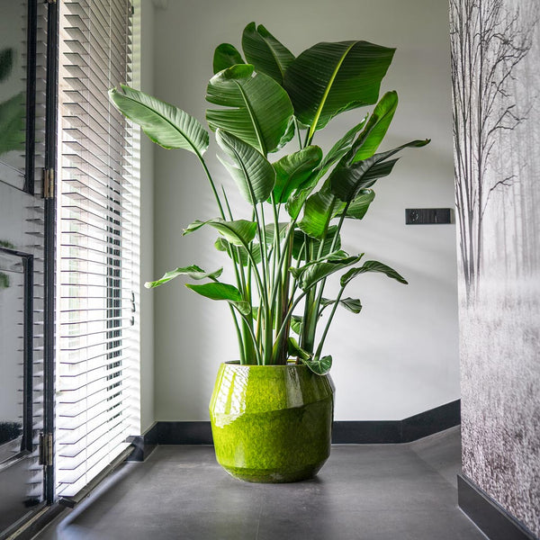 Eddy Plant Pot - Pear - Quality Ceramic Planters | HORTOLOGY