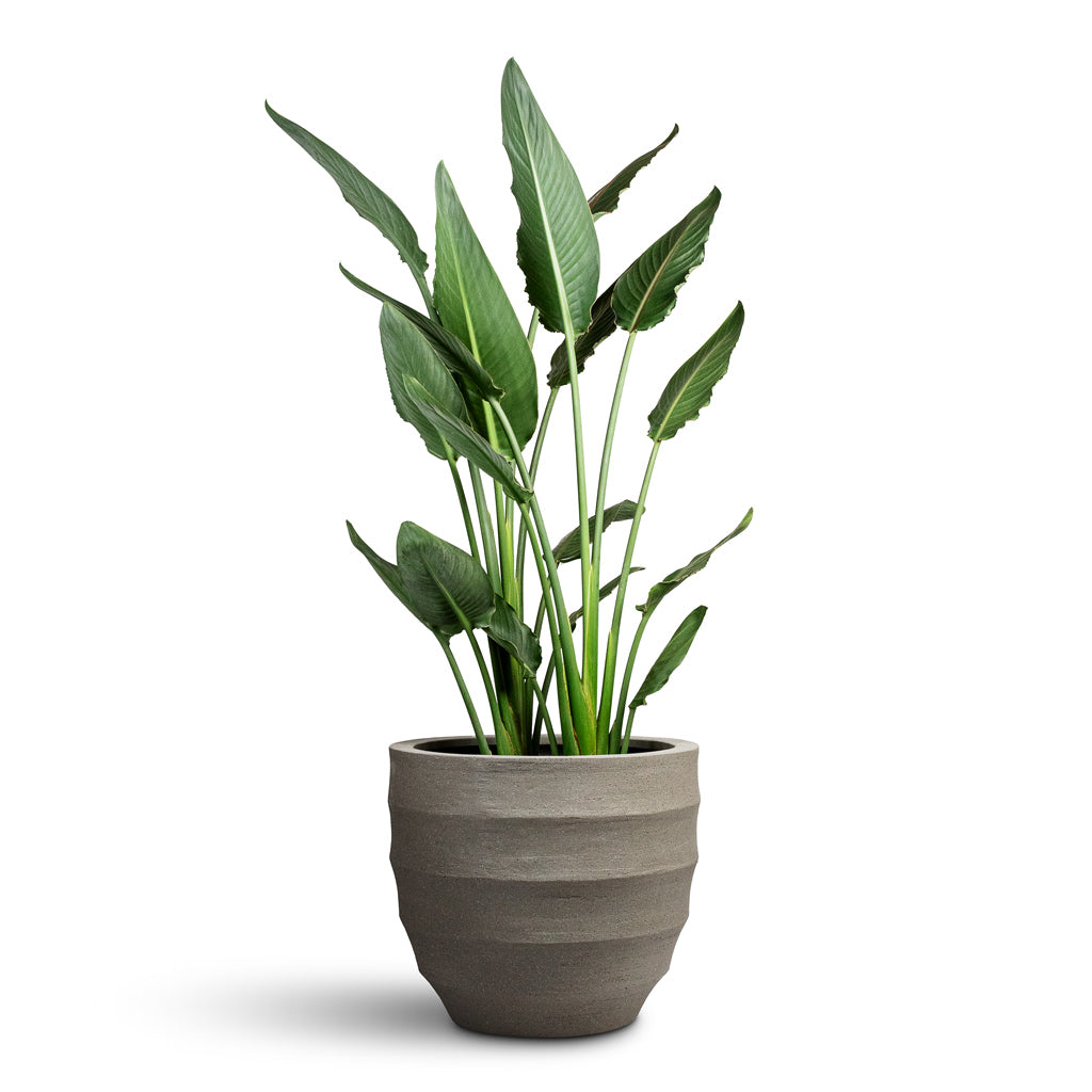 Strelitzia reginea Bird of Paradise - 28x100cm &amp; Bordo New Egg Pot Planter Clay - 45x38cm