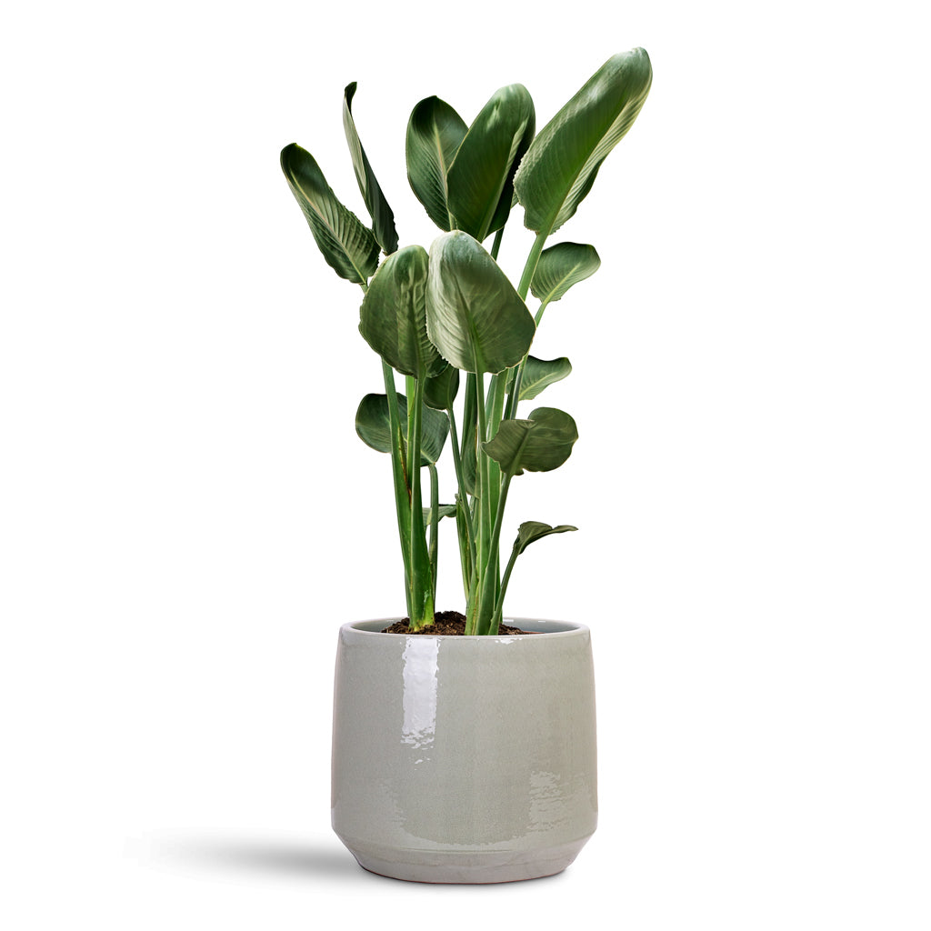 Strelitzia reginea Bird of Paradise 28x100cm house plant in Common Pot Shiny Olive 32x27cm