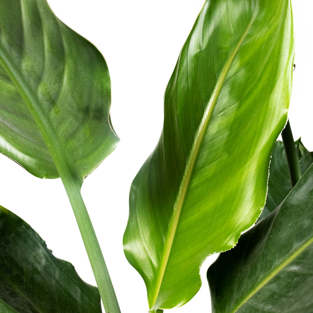 Strelitzia reginea Close Up Of Leafs