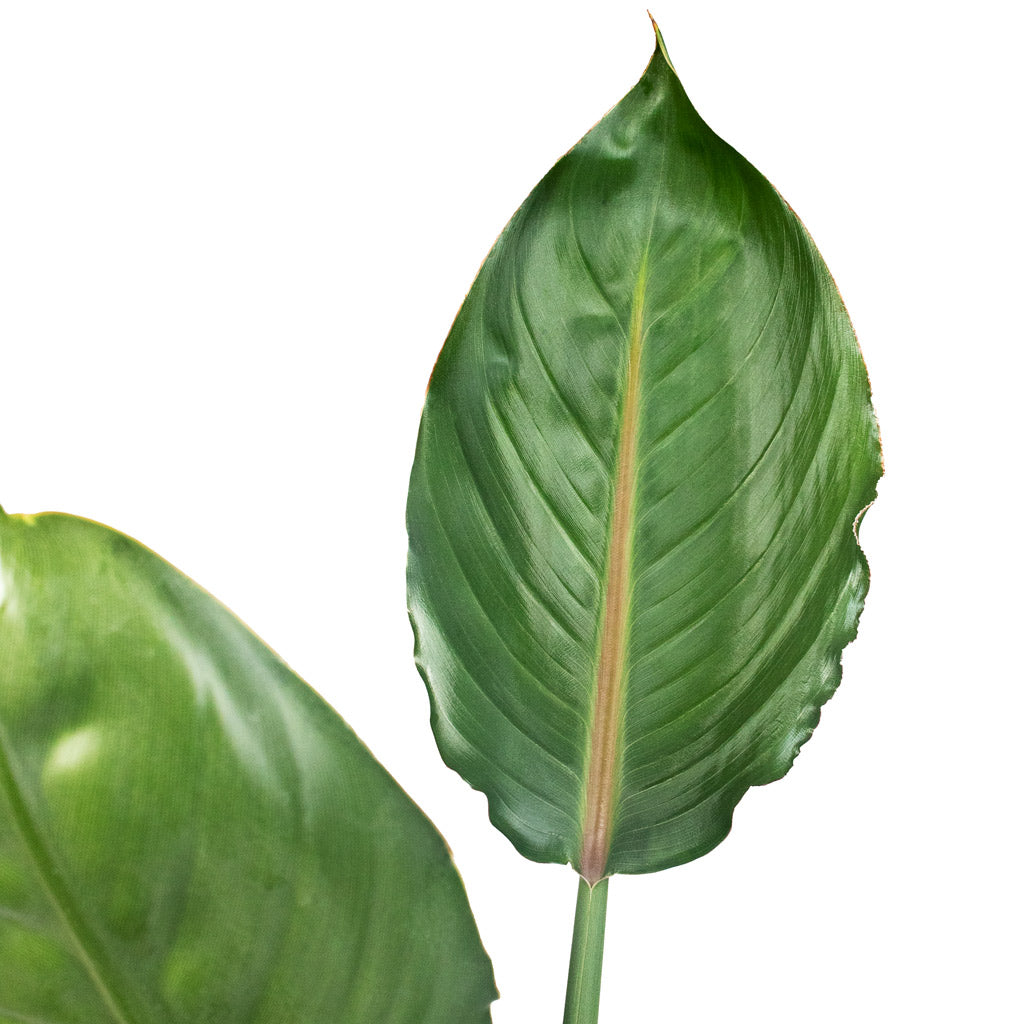 Strelitzia Reginea Close Up Of Leaf 