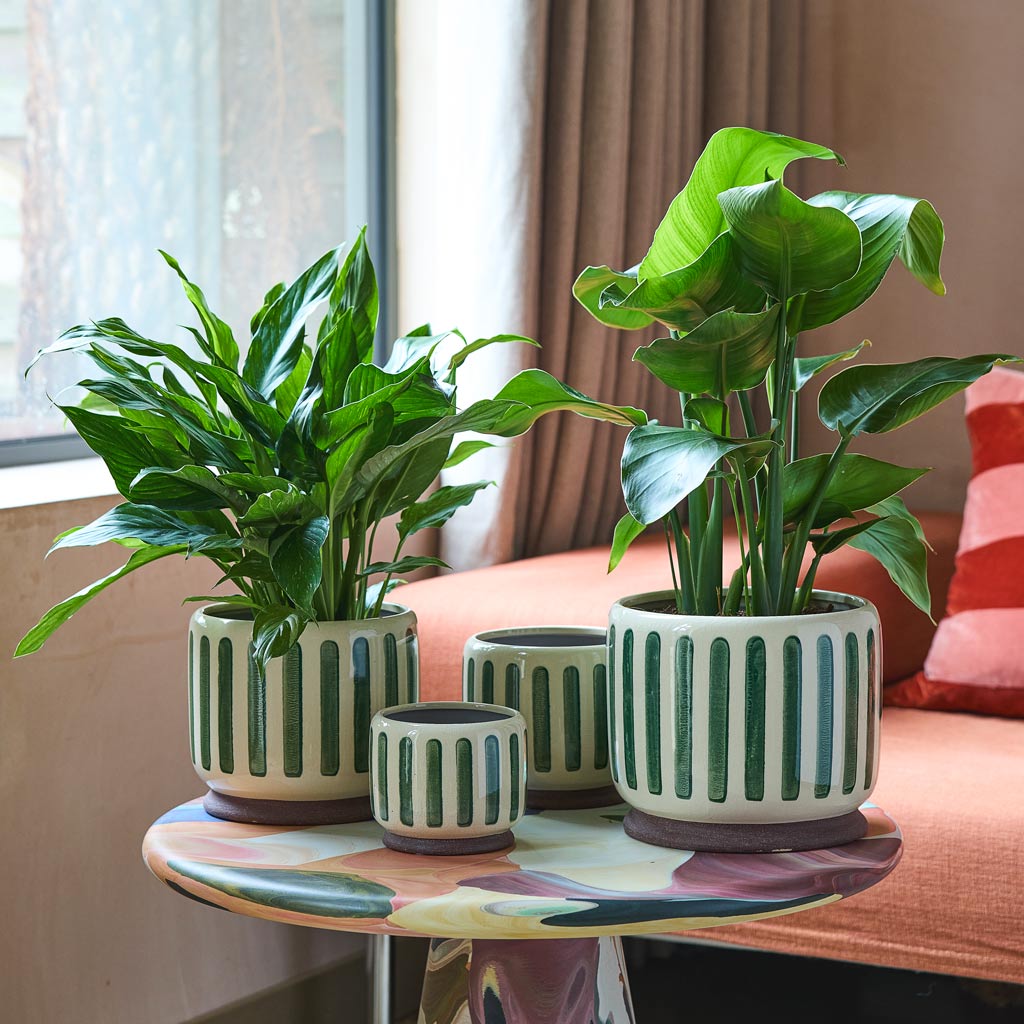 Stripe Pot Green With Variegated Peace Lily & Strelitzia Nicolai Bird Of Paradise