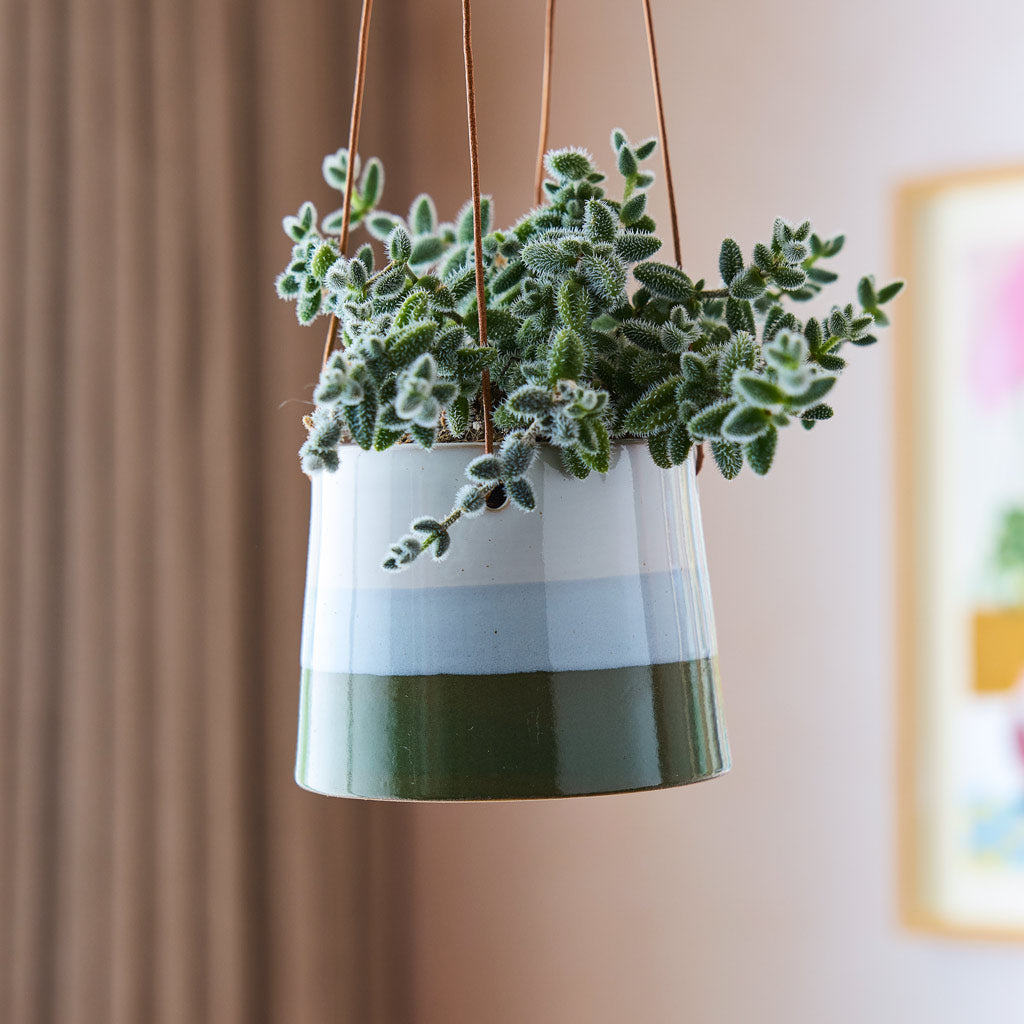 Striped Hanging Pot Blue Green 9.5x9.5cm With Pickle Plant