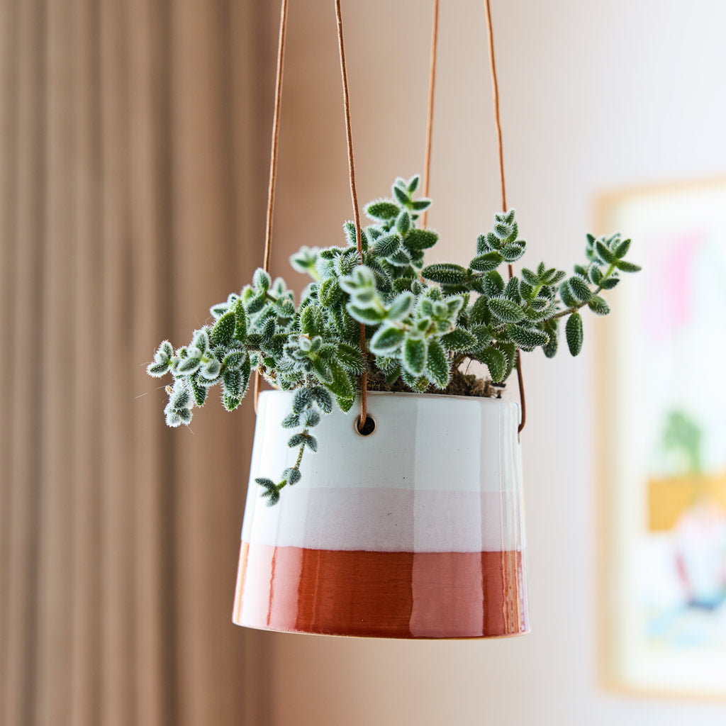 Striped Hanging Pot Terracotta Blush With Pickle Plant
