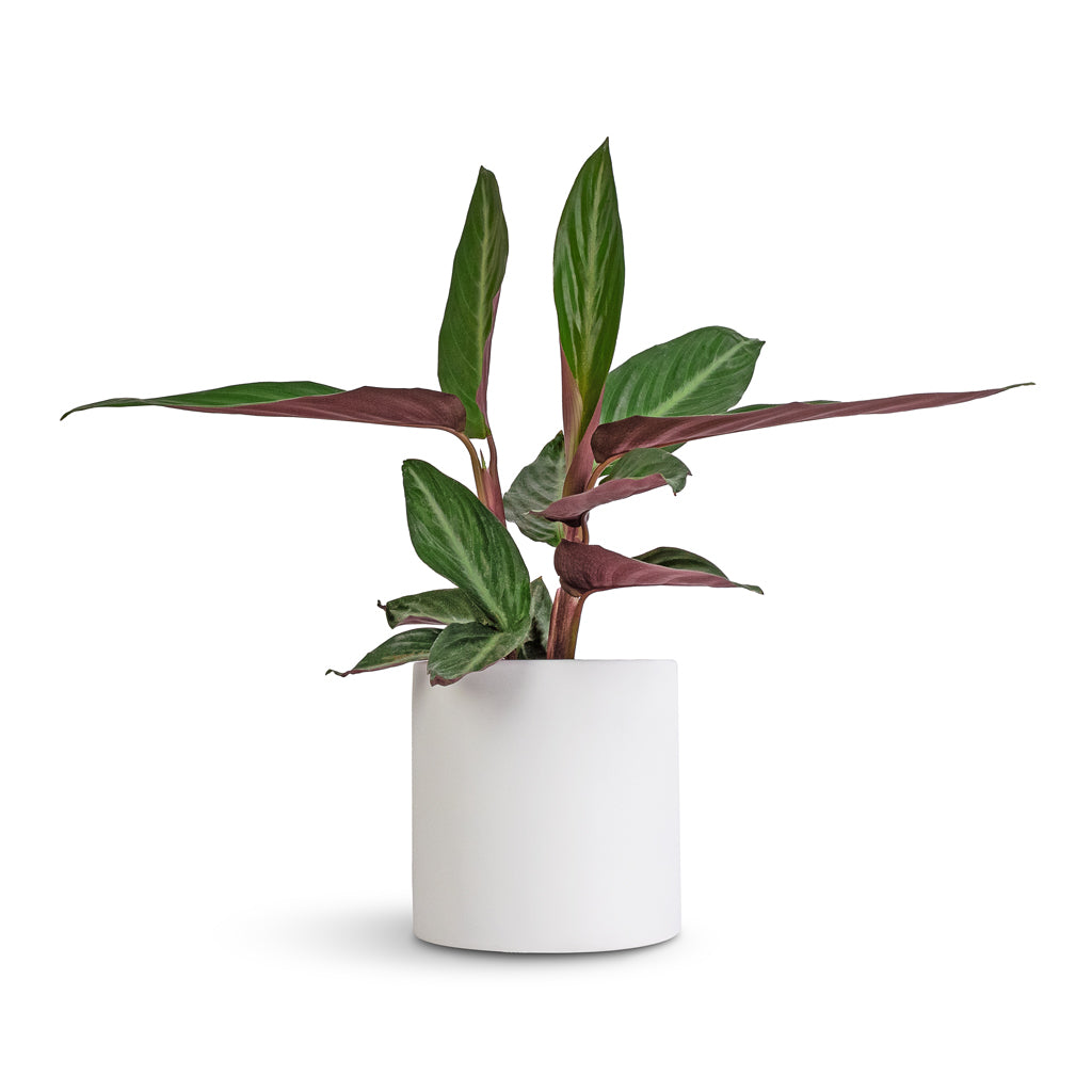 Stromanthe sanguinea Stripestar & Puk Essentials Planter - Matt White